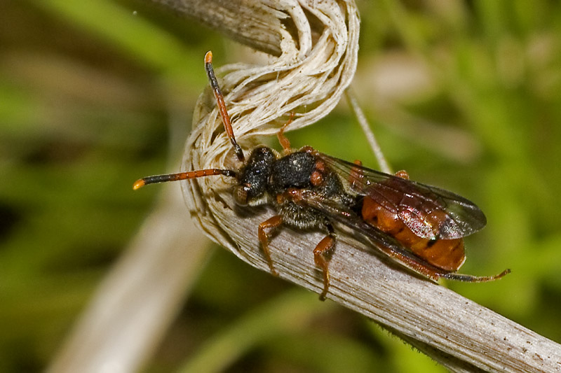 3 Hymenoptera a determinare